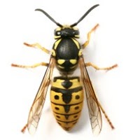 The Bristol Pest Controller 373728 Image 5